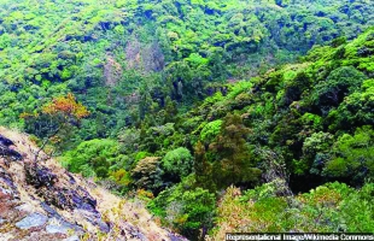 Haryana gave up more forests than any state, now asks money for afforestation