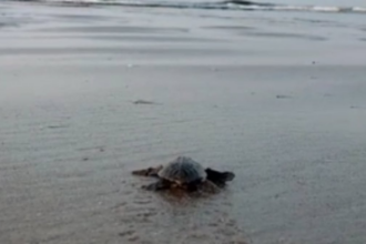 Hatchlings begin their ocean journey in absence of Forest Department at Morjim Beach