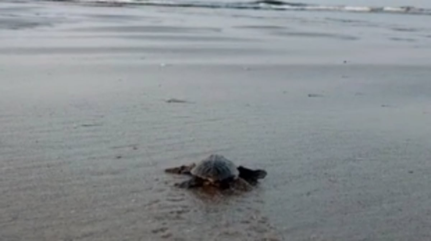 Hatchlings begin their ocean journey in absence of Forest Department at Morjim Beach