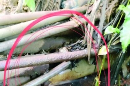 Have a whatsapp number  for public grievances