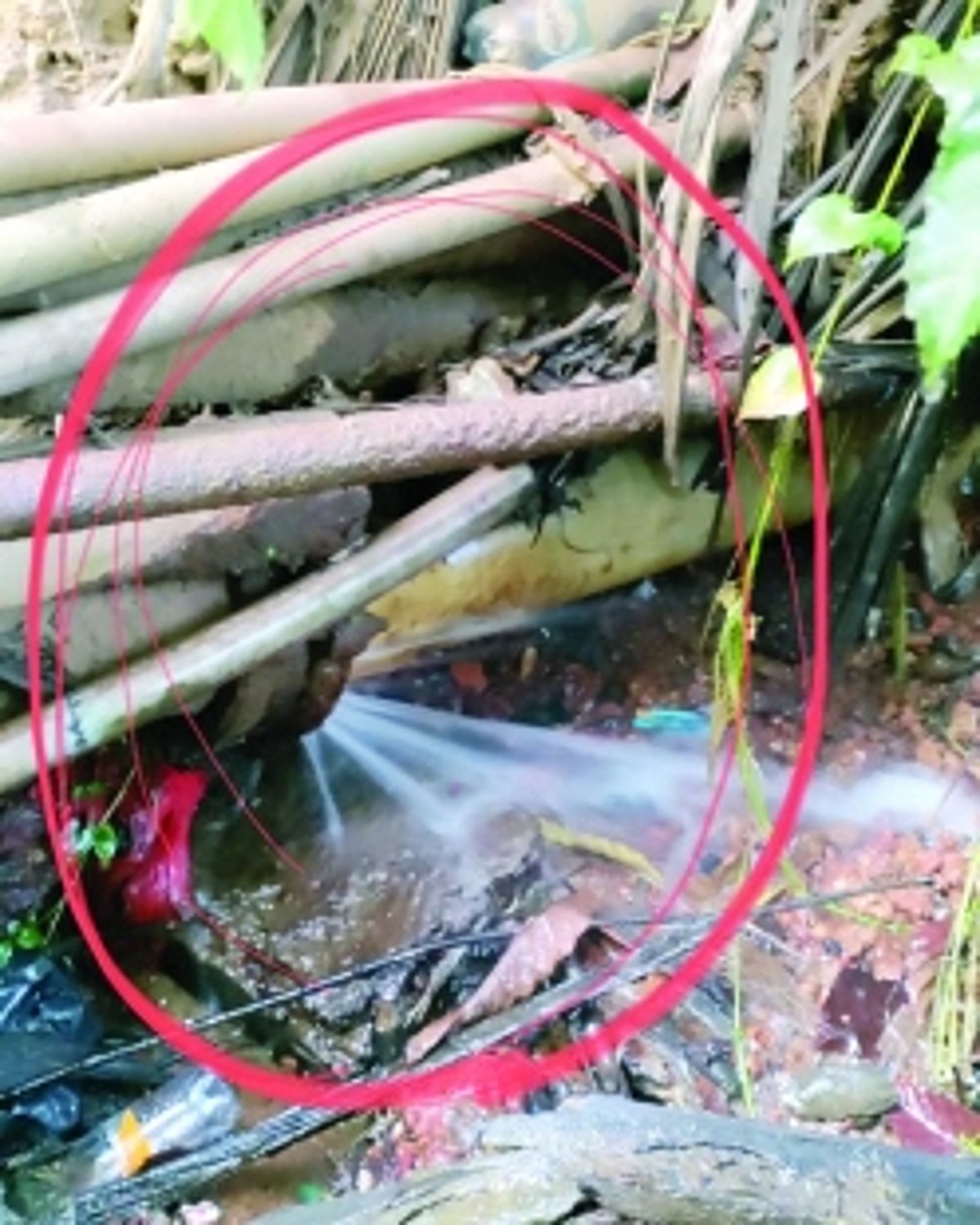 Have a whatsapp number  for public grievances