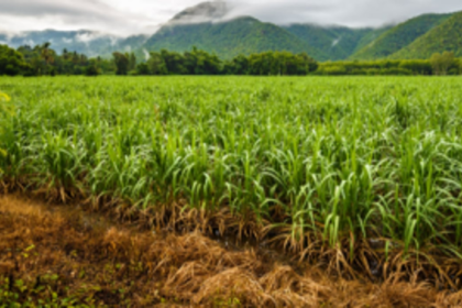 Have not cultivated our fields  for three years: Guirim farmers