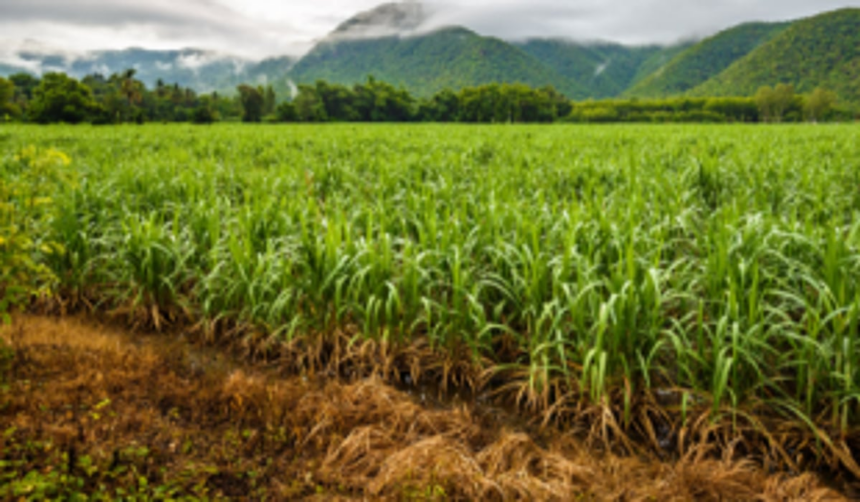 Have not cultivated our fields for three years: Guirim farmers