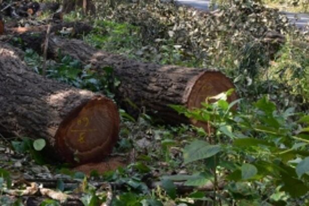 Have you carried out a census of a single tree? Bench of Justices Sonak and Laddha ask Goa govt