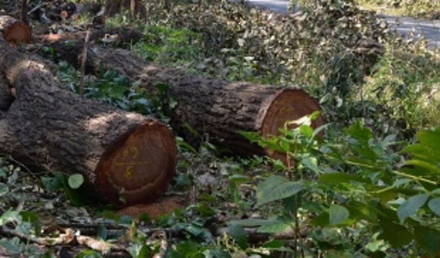 Have you carried out a census of a single tree? Bench of Justices Sonak and Laddha ask Goa govt