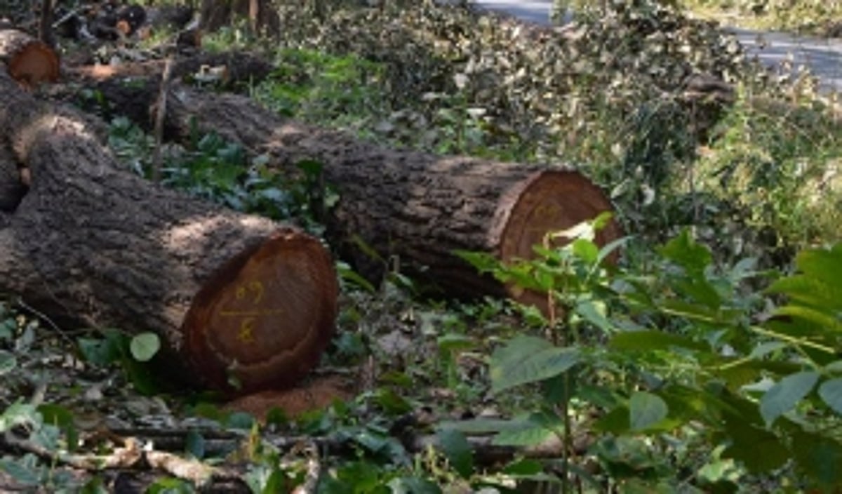 Have you carried out a census of a single tree? Bench of Justices Sonak and Laddha ask Goa govt