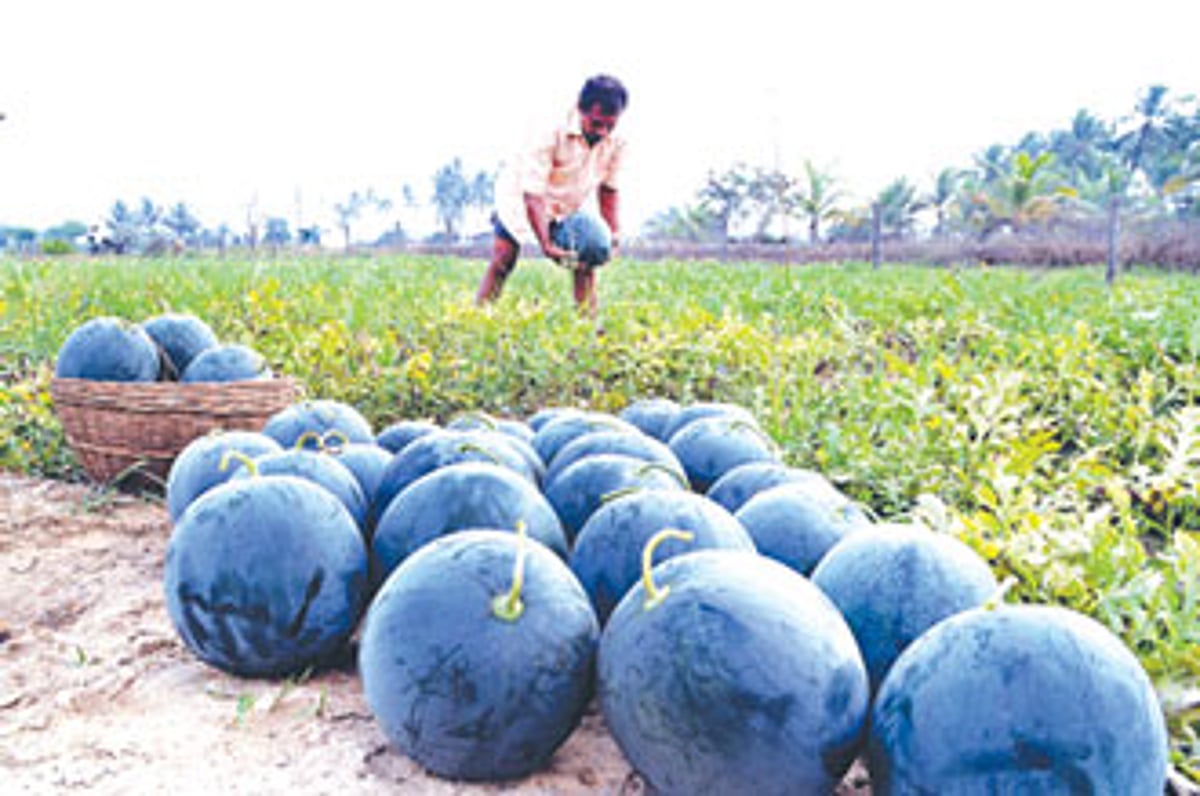 Having a field day at work