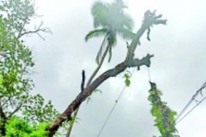 Hazardous trees finally  cut down at Veling