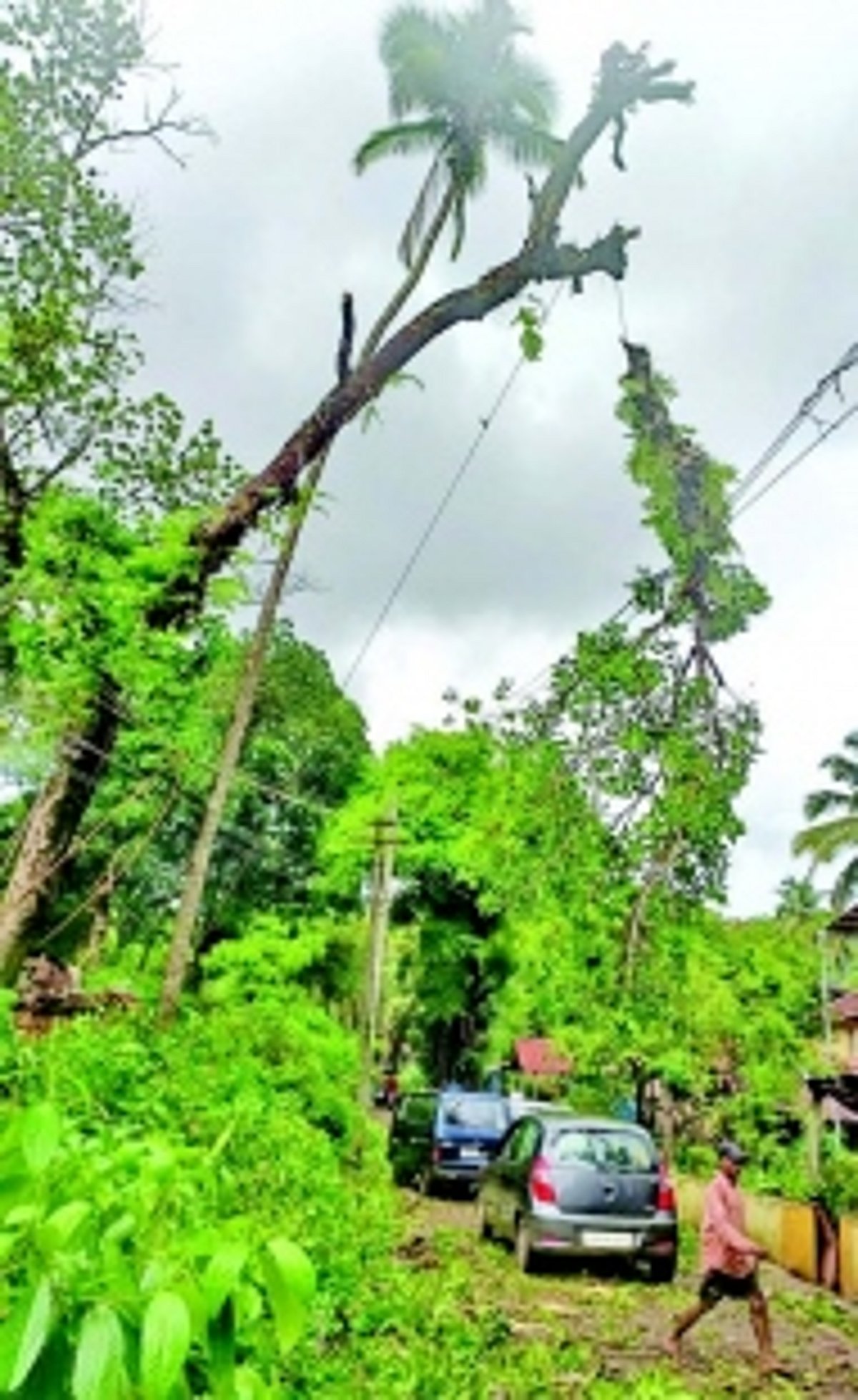 Hazardous trees finally  cut down at Veling