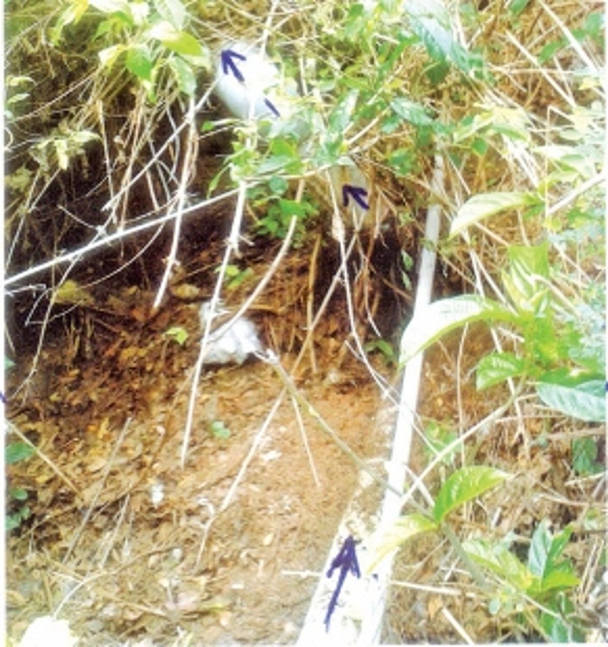 Hazardous work carried out by  sanitary section, water dept in Panjim