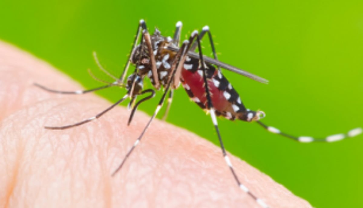 Health Secy takes stock of vector-borne diseases