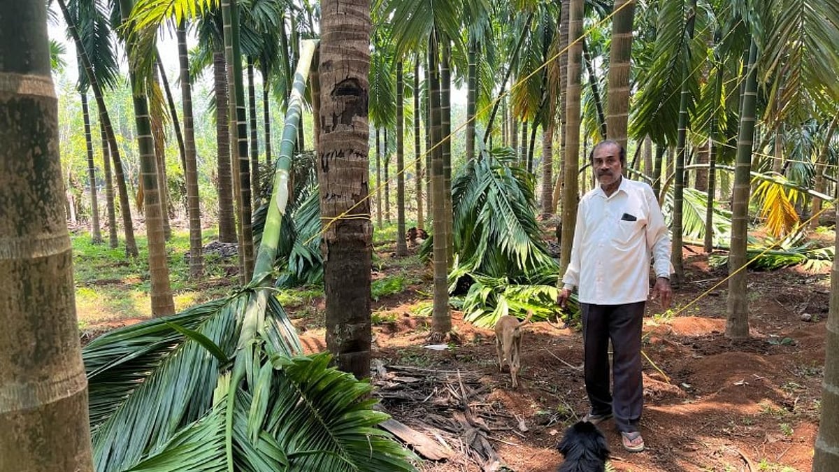 Heavy Rain and Winds Cause Significant Damage to Farms in Vichundrem, Netravali