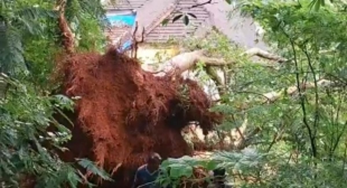 Heavy Rainfall in Goa Causes Uprooted Tree Incident in Panjim; No Casualties Reported