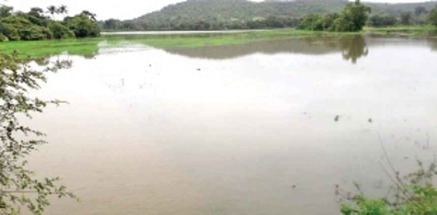 Heavy rains damage paddy fields in Salcete 1 Heavy rains damage paddy fields in Salcete