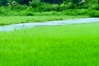 Heavy rains leave Salcete farmers reeling; cause extensive damage to paddy saplings