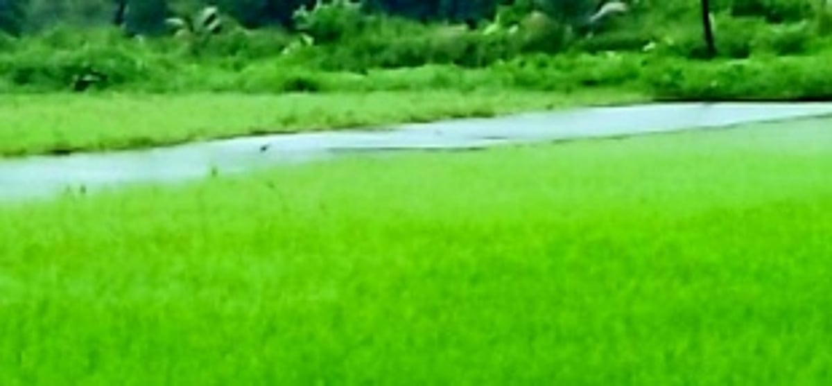 Heavy rains leave Salcete farmers reeling; cause extensive damage to paddy saplings