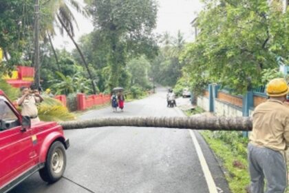 Heavy rains, strong winds uproot 63 trees in Ponda
