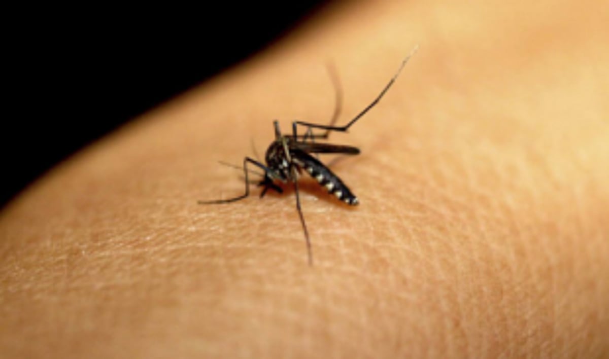 Help to counter rising  Dengue cases in Vasco