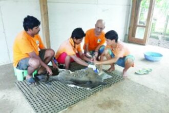 Helping them WAG their tails