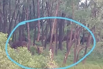 Herd of wild bison spotted at Curti