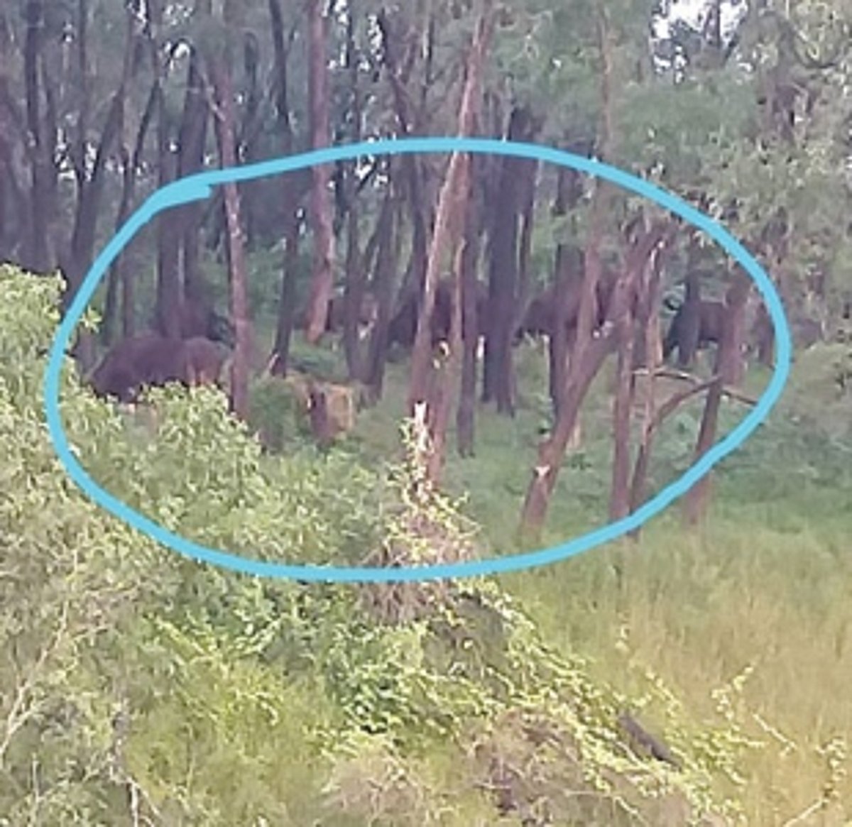 Herd of wild bison spotted at Curti