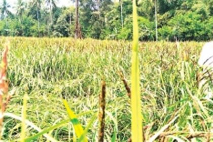 Herds of bison destroy crops in Sacorda