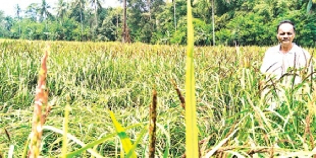 Herds of bison destroy crops in Sacorda
