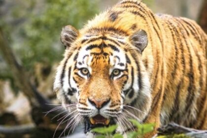 Here’s irrefutable evidence that Goa Forest Dept made preparations for a Tiger Reserve: SO WHO TRIED TO STONEWALL IT?