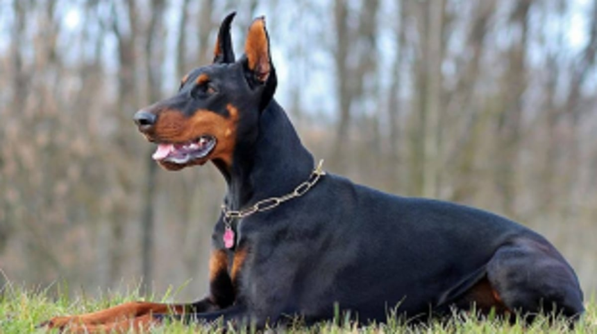 Heroic Mumbai Police Sniffer Dog Rescues Kidnapped 6 Year-Old in 90 Minutes