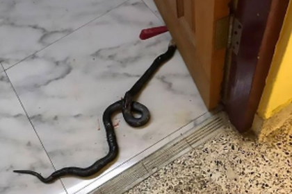 Heroic dog’s sacrifice saves  family from poisonous snake