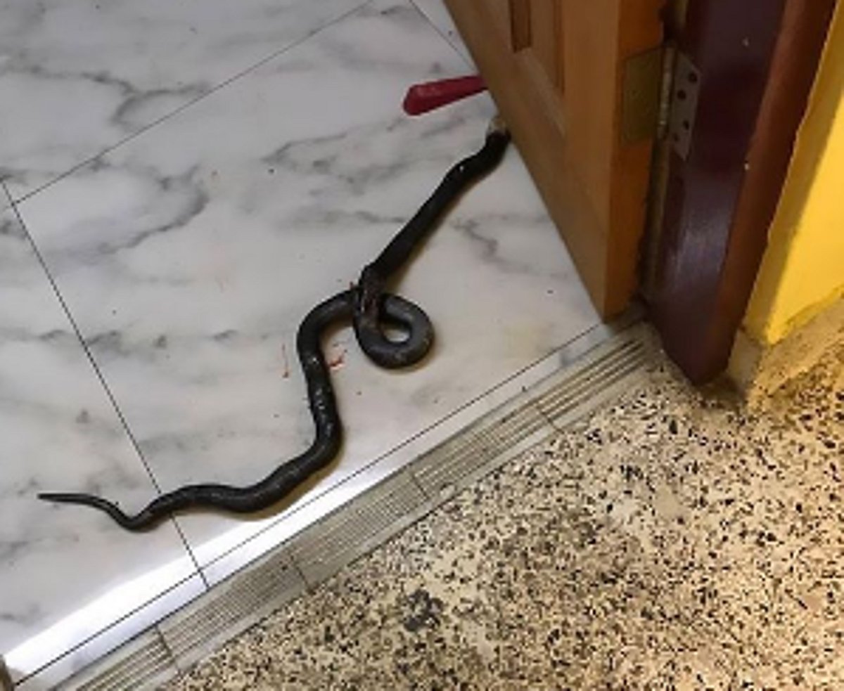 Heroic dog’s sacrifice saves  family from poisonous snake