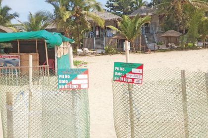 High Court Steps In to Protect Agonda Turtle Nesting Site Amid Controversial GCZMA Permits
