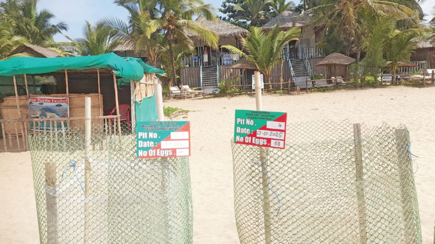 High Court Steps In to Protect Agonda Turtle Nesting Site Amid Controversial GCZMA Permits