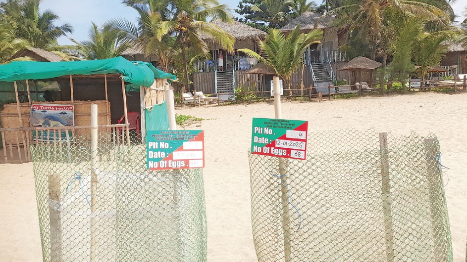 High Court Steps In to Protect Agonda Turtle Nesting Site Amid Controversial GCZMA Permits