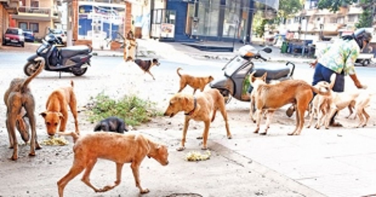 High Court of Karnataka urges responsible feeding of stray dogs to avoid public chaos and risks