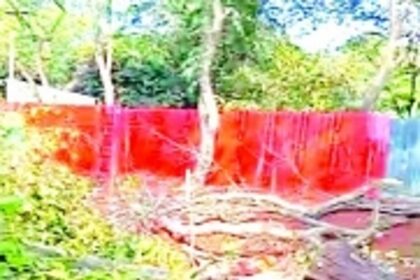 High Court stays Tree Officer’s permission to cut 48 trees in Assagao private forest