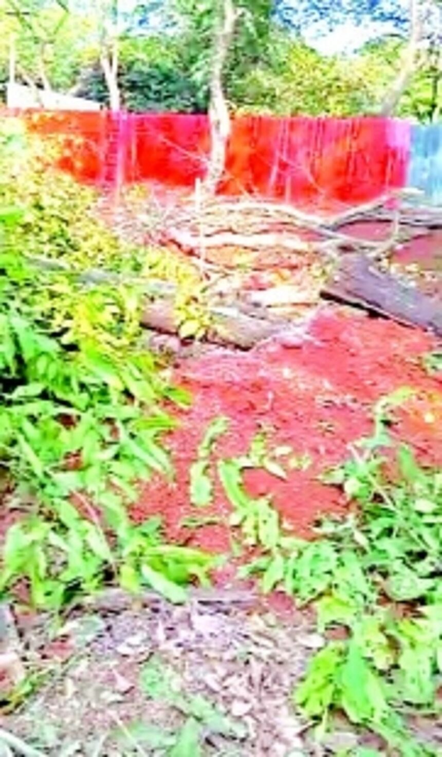 High Court stays Tree Officer’s permission to cut 48 trees in Assagao private forest