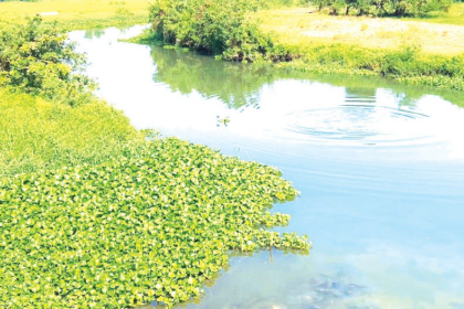 High Court to Hear PIL on River Sal Pollution as Petitioners Demand Urgent Action