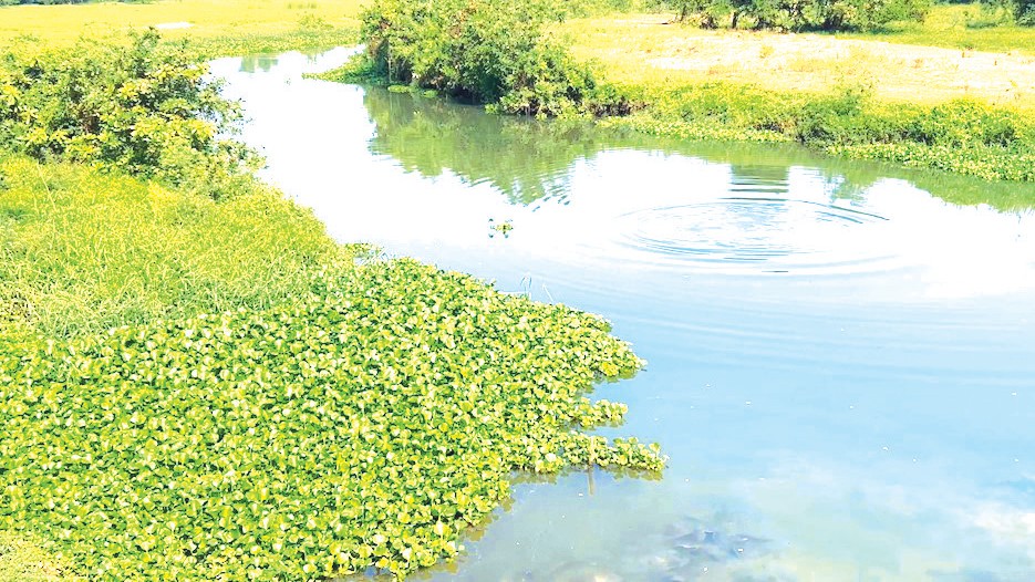 High Court to Hear PIL on River Sal Pollution as Petitioners Demand Urgent Action