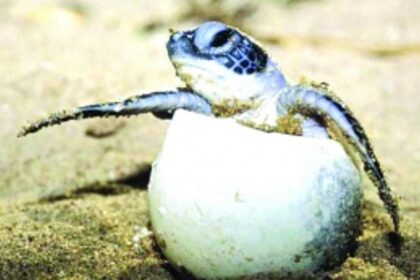 High-end clubs make all the noise in turtle nesting zones and silence the system