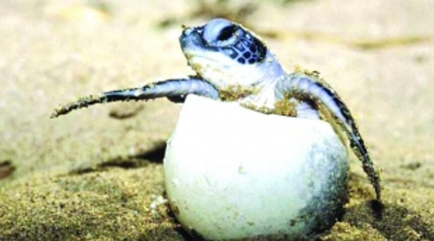 High-end clubs make all the noise in turtle nesting zones and silence the system