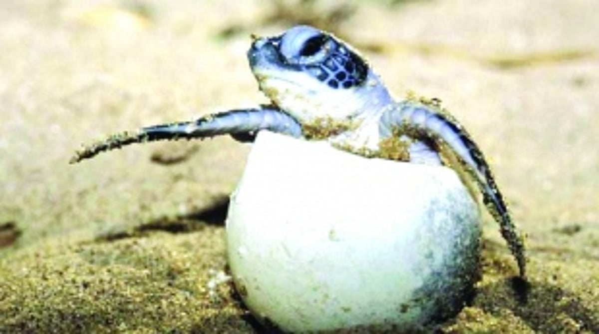 High-end clubs make all the noise in turtle nesting zones and silence the system