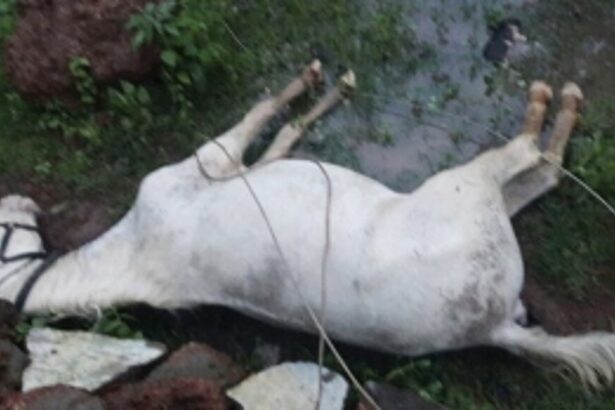 High velocity winds snap live wire, animals electrocuted