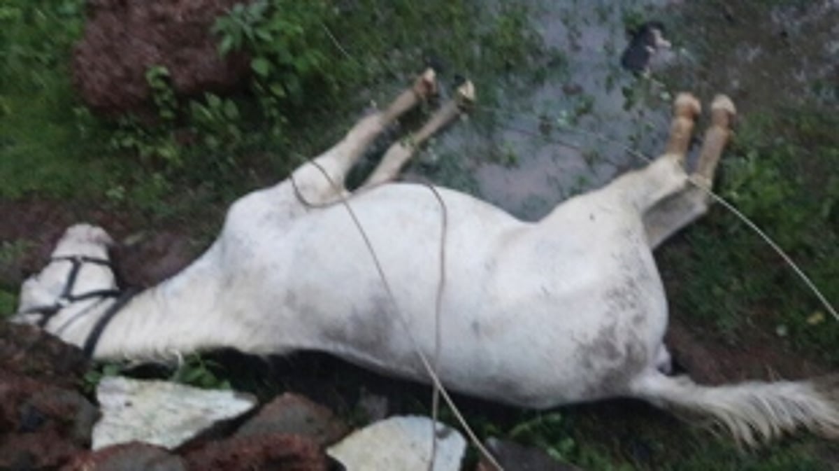 High velocity winds snap live wire, animals electrocuted