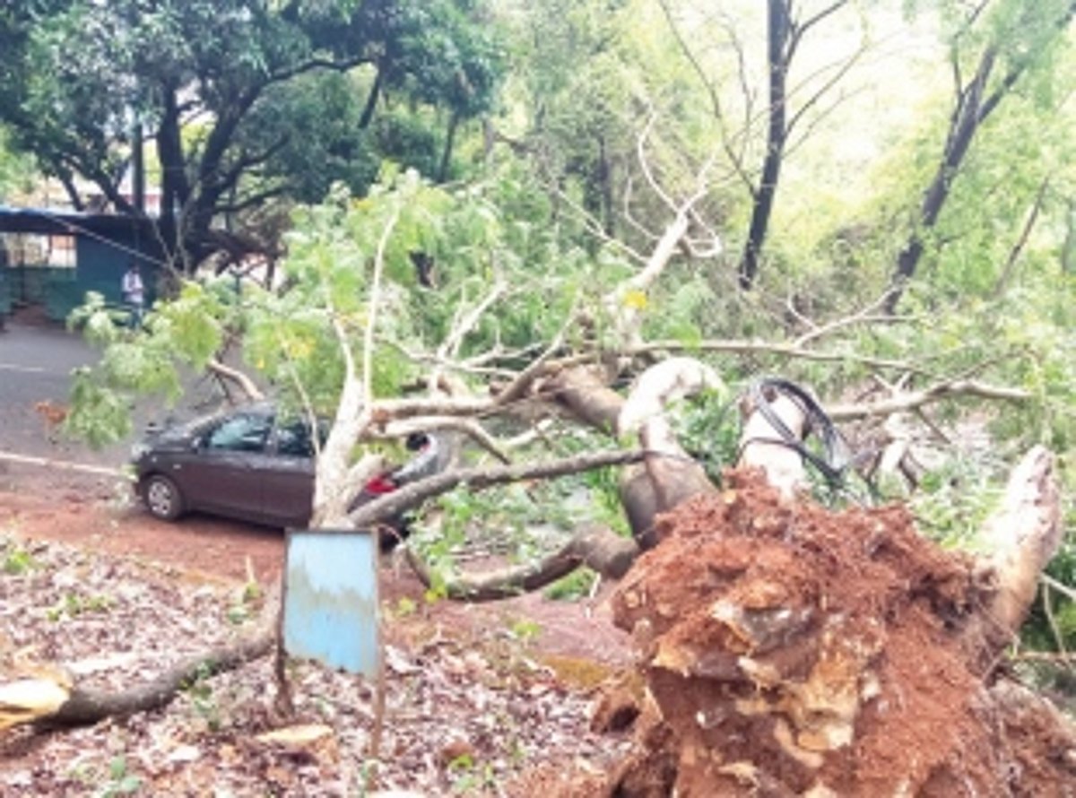 Highway at Farmagudi blocked  after number of trees collapse on road
