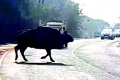 Hill cutting, road widening have pushed animals into a corridor of confusion