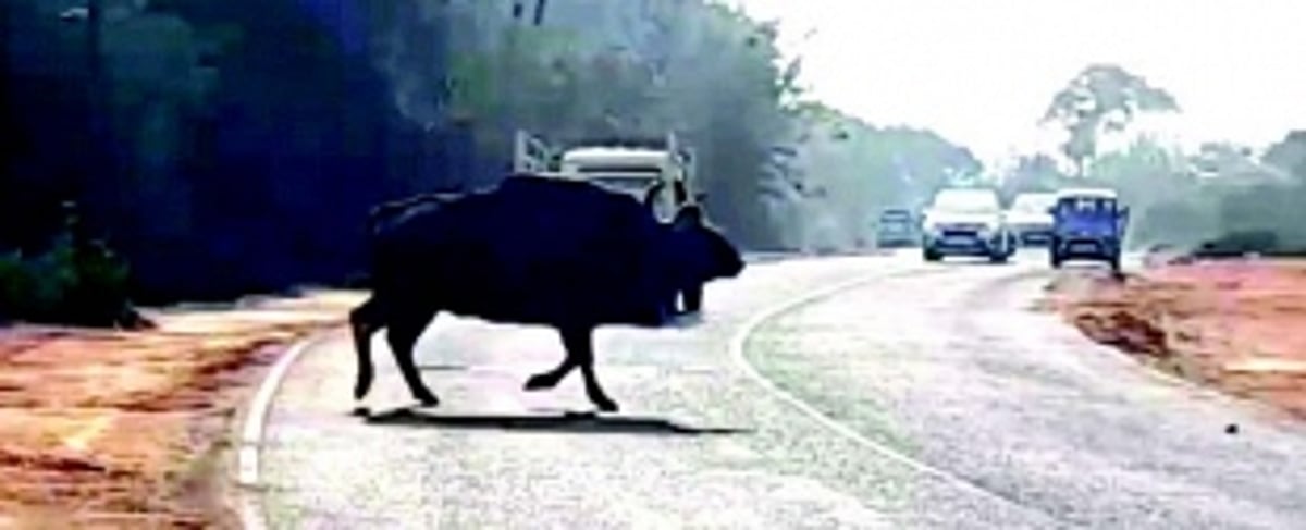 Hill cutting, road widening have pushed animals into a corridor of confusion