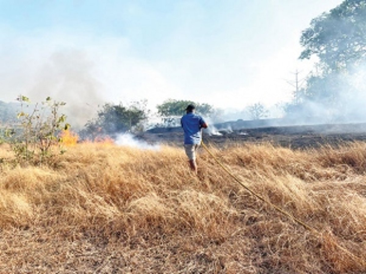 Hillock at Mandrem catches fire, around  150 cashew trees go up in smoke