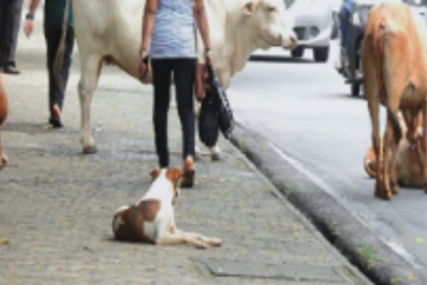 Hindrances on the footpath