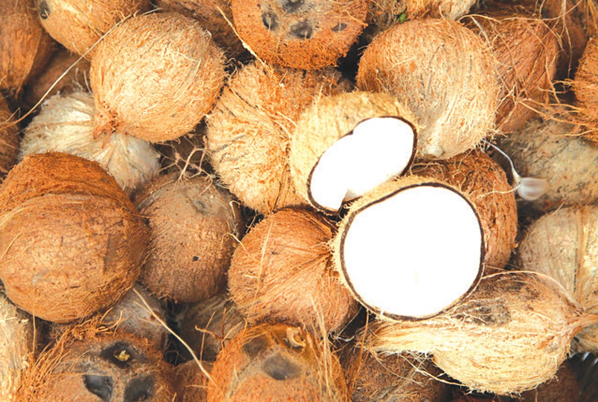 Homemakers go nuts as coconuts become dearer